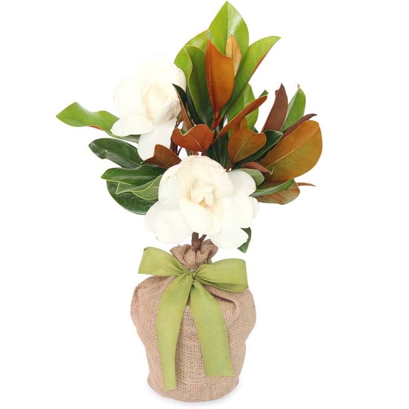 Live Potted Evergreen Trees in Burlap Gift Bag - Magnolia